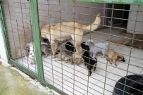 SOKAK HAYVANI - Sokaktaki Köpek Yavrularını Barınağı Teslim Ettiler