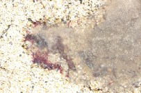 KLEOPATRA - Alanya'da Mavi Bayrak'lı Plajda Denize Kurt Akıyor