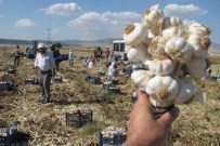 Araban'da Sarımsak Hasadına Başlandı