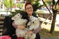 SARıLAR - Köpek Sevgisi Evi Terk Ettirdi
