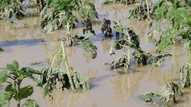 Aksaray'da Sel Ve Dolu Tarımı Bitirdi