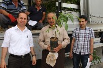 Şemdinli'de Ceviz Fidanı Dağıtımı
