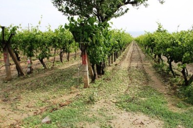 Üzüm-Sen Genel Başkanı Çobanoğlu'ndan Dolu Açıklaması