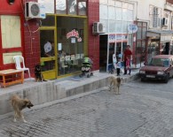 ERMENEK - Mut'ta Başıboş Sokak Köpekleri Toplanıyor