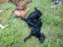 İSA GÜMÜŞ - Dursunbey'de Yıldırım Düşmesi Sonucu 124 Hayvan Telef Oldu