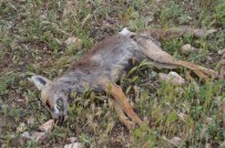 İSMAİL YILMAZ - Bu Hayvanları Kim Neden Katlediyor ?