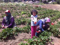 ÇİLEK HASADI - Büyükorhan'da Çilek Hasadı Başladı