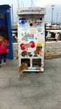 KORDON - Çanakkale Belediyesinden Sokak Hayvanlarına Destek