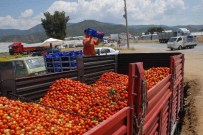 Domatesin Kasası 2 TL'ye Düştü