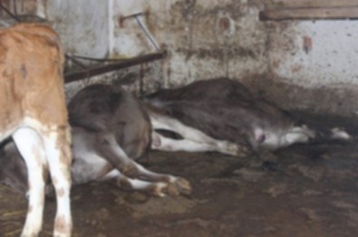 Mandıraya Yıldırım Düştü 15 Hayvan Telef Oldu