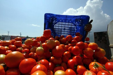 Seralarda Kalan Domatesin Kasası 1,5 Lira