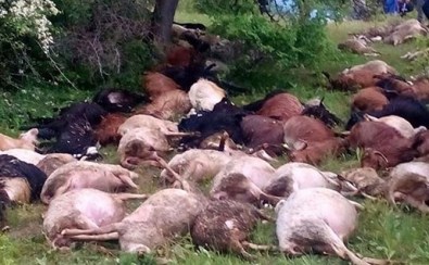 Yine Yıldırım Faciası Açıklaması 45 Hayvan Telef Oldu