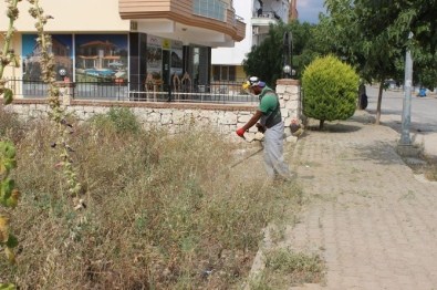 Didim'de Yabani Ot Temizliği Yapılıyor