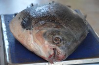 İznik Gölü'nde 2,5 Kiloluk 'Pirana' Yakalandı