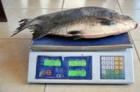 NARLıCA - İznik Gölü'nde Balıkçı Ağına Pirana Takıldı