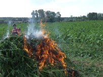 Kırklareli'de 55 Bin Kök Kenevir İmha Edildi