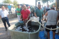 PELITÖZÜ - Bilecik'te Göletlerde Balıklandırma Çalışmaları