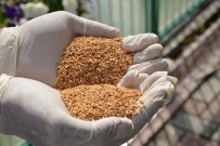 KAYSERİ ŞEKER FABRİKASI - Kayseri Şeker Fabrikasında Çevreci Larvasitlerle Biyolojik Mücadele Başlatıldı