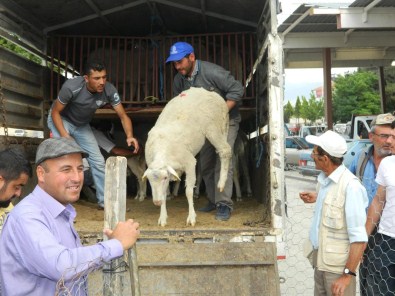 Koyun Ve Keçi Yetiştiricilerine Damızlık Koç Desteği