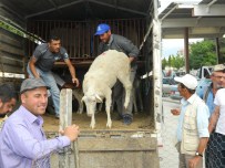YAKUP YıLDıZ - Koyun Ve Keçi Yetiştiricilerine Damızlık Koç Desteği
