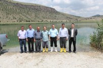 MURAT TÜRKMEN - Niğde'de 5 Gölete 59 Bin 500 Yavru Sazan Balığı Bırakıldı
