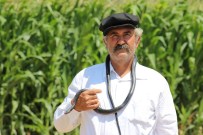 40 Yıldır Yılanlarla Yaşıyor