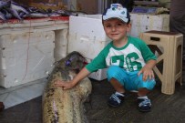 BALIK TEZGAHLARI - Temmuz Ayının En Büyük Yayın Balığı Yakalandı