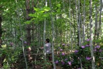 Gölyaka'da Ormanda Sıklık Bakımı Çalışmalarına Hız Verildi