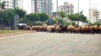 Mersin'de Kent İçinde Kümes Ve Ahırda Hayvan Besleyenlere Cezai İşlem