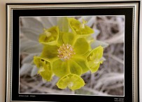 SEMAZEN - Mevlana Çiçeğindeki 'Semazen'leri Arıyor