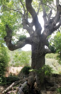 Muğla'daki Anıt Ağaçların Envanteri Çıkarıldı