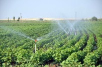Aşırı Sıcak Hava Ve Elektrik Kesintisi Çiftçiyi Vurdu