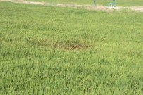 MANTAR HASTALIĞI - Çeltikçilerde 'Yanıklık' Endişesi