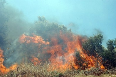 Didim'de Orman Yangını Sahile Doğru İlerliyor