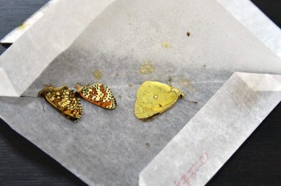 Gümüşhane'de Japon Biyokaçakçılara Suçüstü Yapıldı