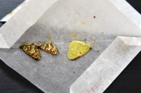 Gümüşhane'de Japon Biyokaçakçılara Suçüstü Yapıldı