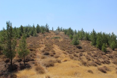 Hassa'da Orman Bakımı