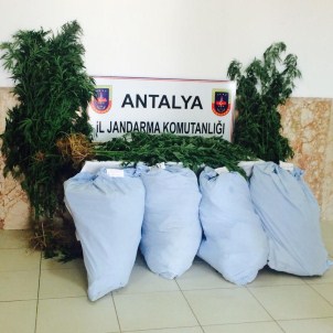 Manavgat'ta Uyuşturucu Operasyonu