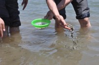 Muş'ta Göller Balıklandırıldı