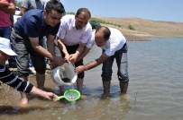 Muş'taki Göletlere 80 Bin Balık Bırakıldı
