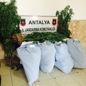 Ormanlık Alanda Uyuşturucu Tarlası