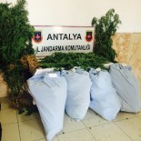 TAŞAĞıL - Ormanlık Alanda Uyuşturucu Tarlası