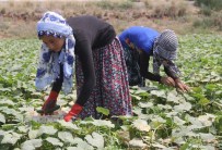 40 Lira İçin 40 Derece Sıcakta Tarlada Çalışıyorlar