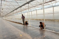 SEBZE ÜRETİMİ - Solarizasyon, Kimyasal Kullanımını Yüzde 60 Engelliyor