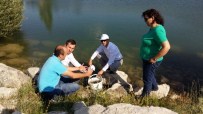 AV YASAĞI - Burdur'da Göletlere 76 Bin Pullu Sazan Bırakıldı