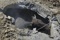 İnek Kurtarma Operasyonu