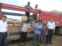 MUSA DEMIR - Niksar'da Patates Hasadı Devam Ediyor