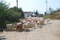 KAZıM AVCı - Ölüm Merada Yakaladı