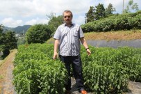 İMDAT SÜTLÜOĞLU - Rize'de 'Asrın Bitkisi' Üretildi