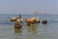 AKDAMAR ADASı - Sıcaktan Bunalan Hayvanları, Van Gölü'nde Serinletiyorlar